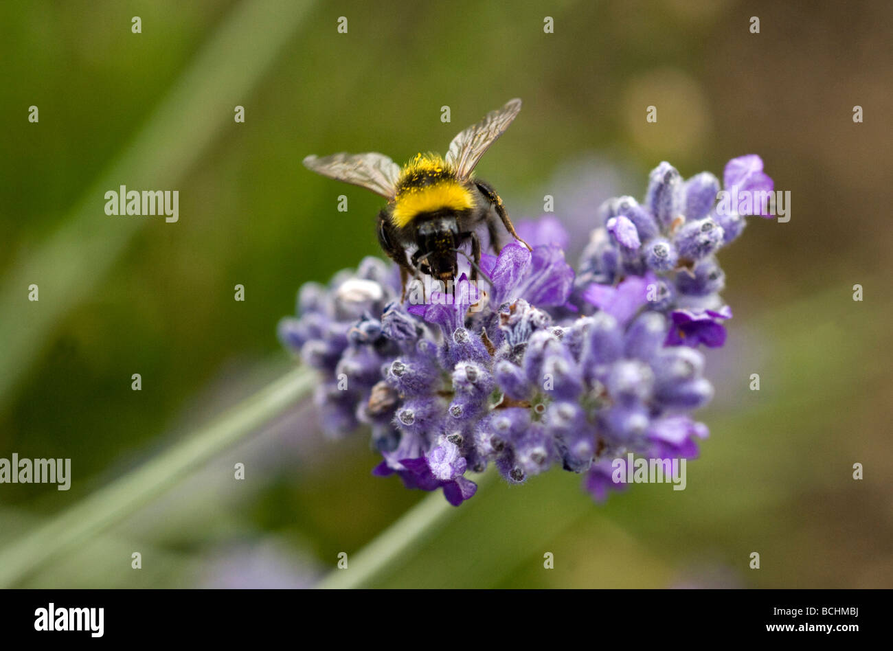 Ein Bumble Bee sammelt Pollen von Lavendel Blume in einem Garten in Sussex UK Stockfoto