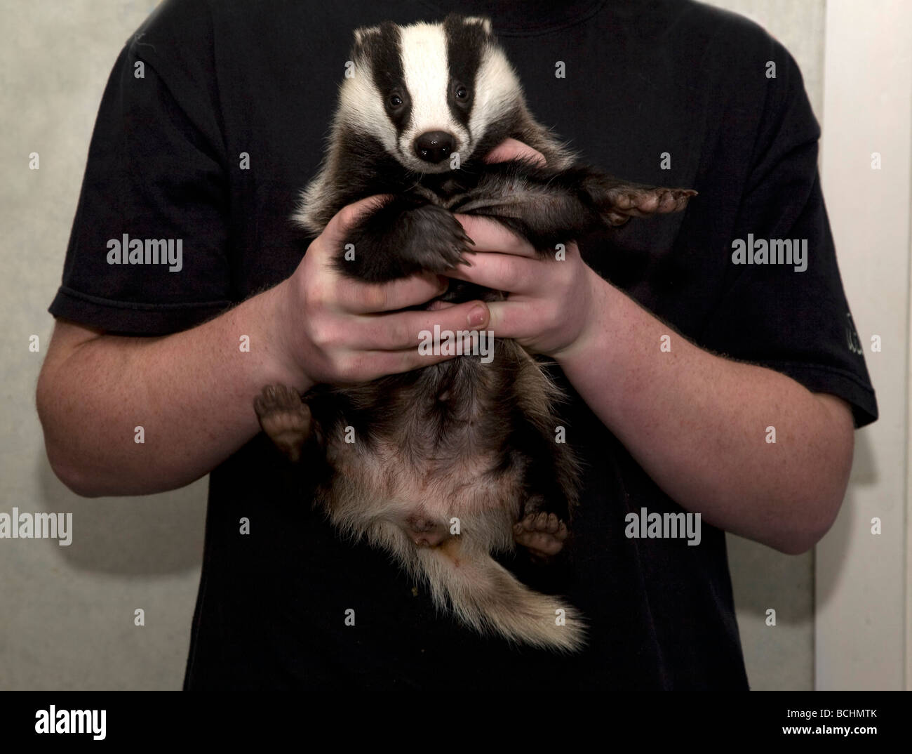 Dachs, Meles Meles, Baby in hand Stockfoto