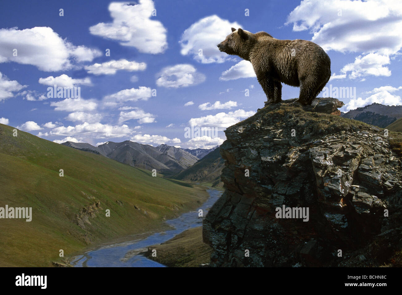 Zusammengesetzte Braunbär auf Ridge über Kongakut Fluss ANWR Alaska Stockfoto