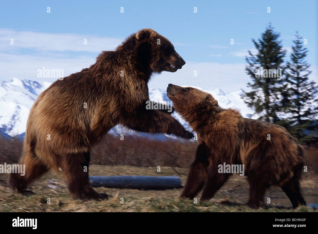 GEFANGEN: Zwei Braunbären spielen kämpfen im Alaska Wildlife Conservation Center im Frühjahr in Yunan Alaska gefangen Stockfoto