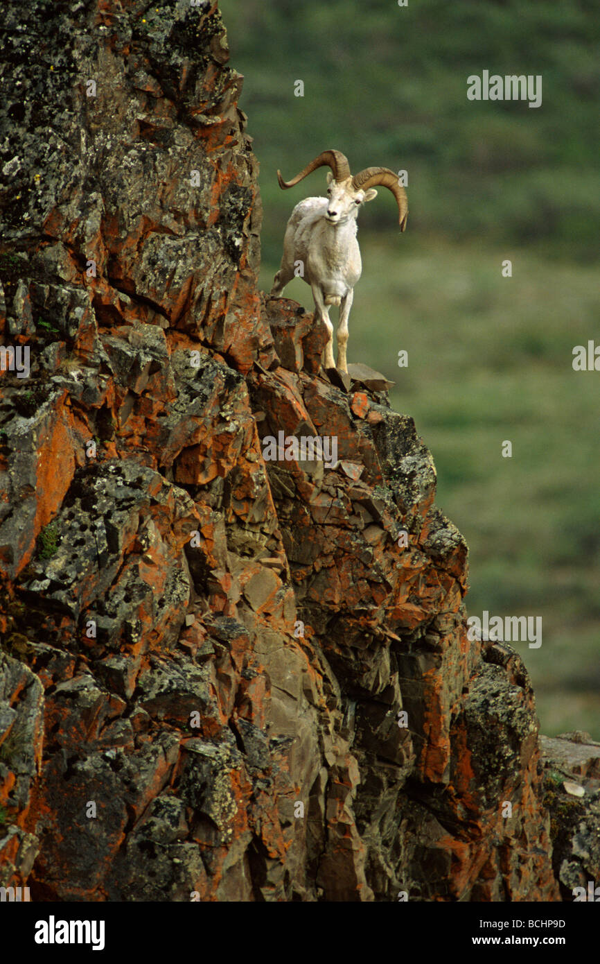 Dall Schafe Rams gehockt Rock Ledge Denali NP im AK-Sommer Stockfoto