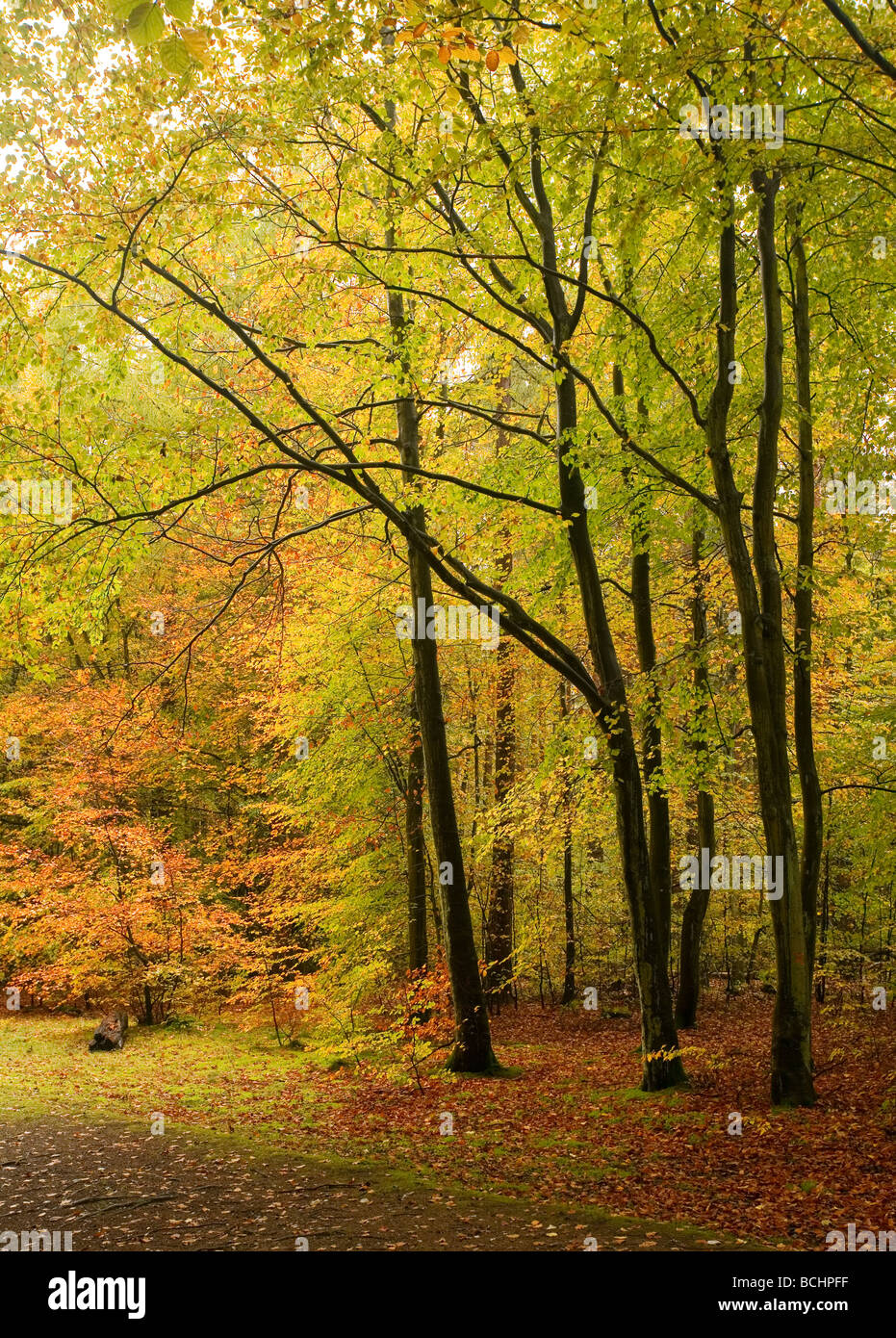 Buche im Rishbeth Wood in Thetford Forest in herbstlichen Farben. Stockfoto