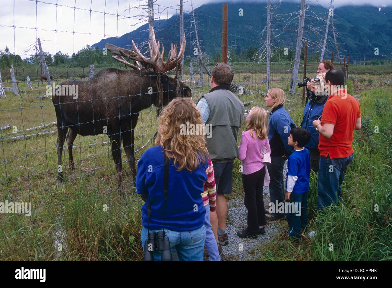 Besucher der Alaska Wildlife Conservation Center beobachten einen Elchbullen im Sommer in Yunan Alaska. Stockfoto