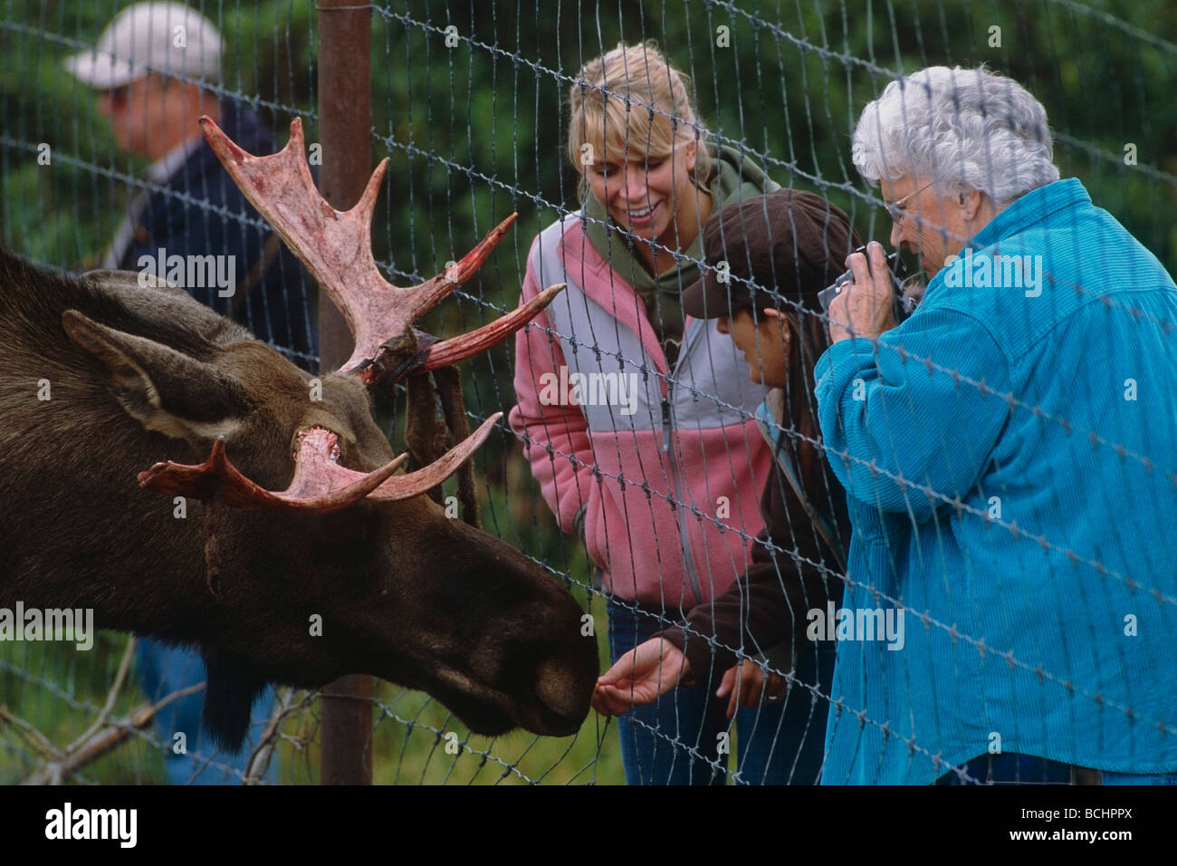 Besucher der Alaska Wildlife Conservation Center beobachten einen Elchbullen im Sommer in Yunan Alaska. Stockfoto