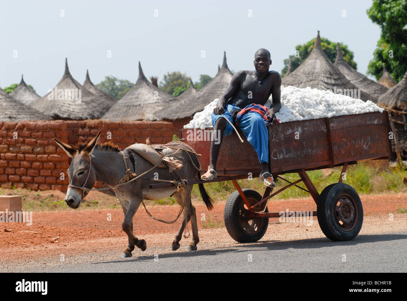 Mali, Bauerntransport geerntete Baumwolle mit Eselskarren, Esel sind ein Ziel der chinesischen Käufer für den Export, Gelantin aus Eselshaut zu produzieren Stockfoto