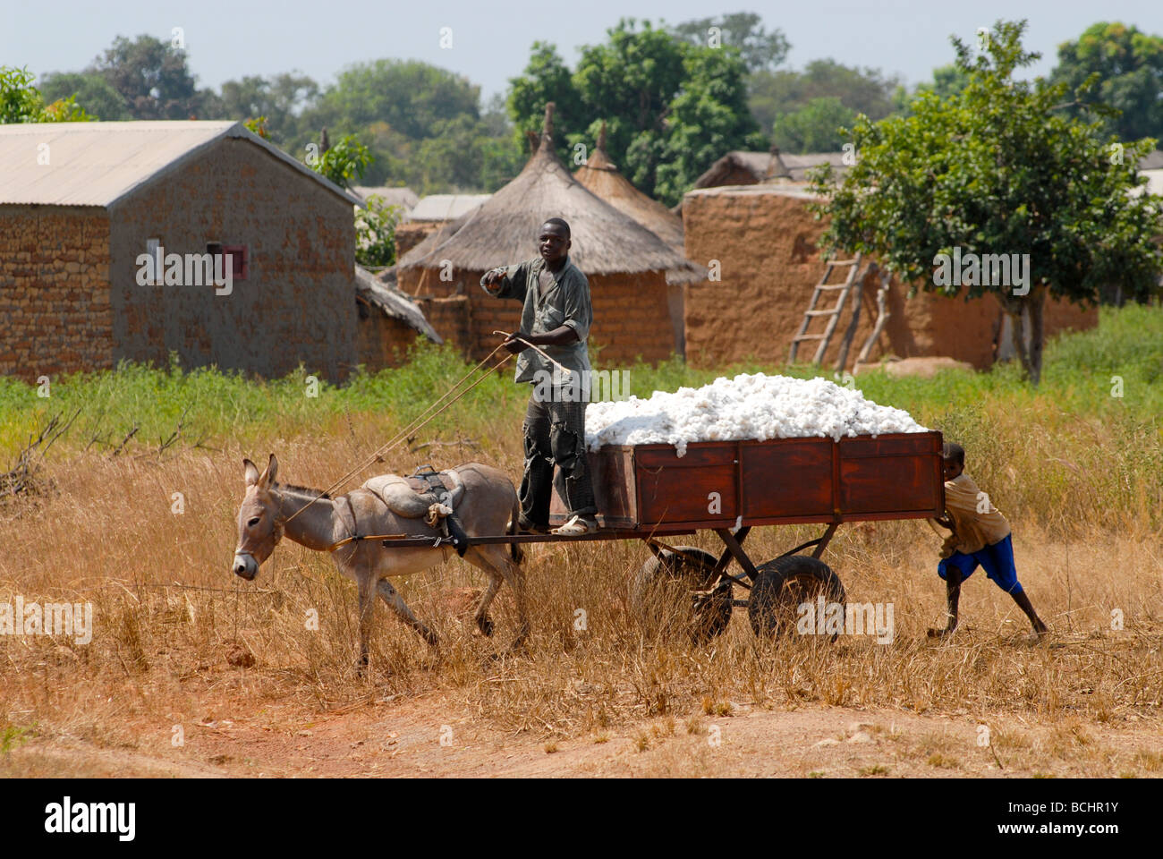 Mali, Bauerntransport geerntete Baumwolle mit Eselskarren, Esel sind ein Ziel der chinesischen Käufer für den Export, Gelantin aus Eselshaut zu produzieren Stockfoto