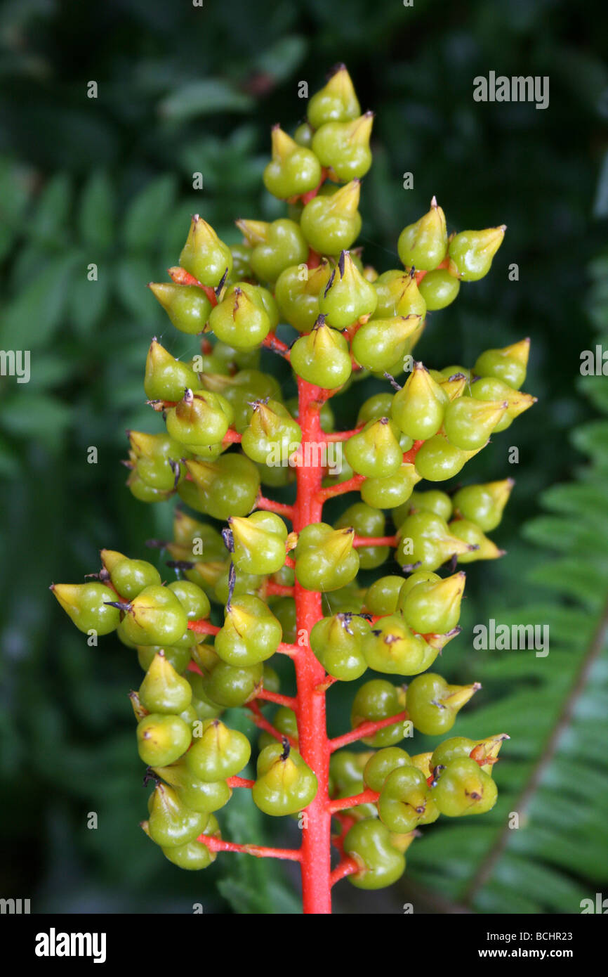 Bromelie Blume gelb orange rot im Garten Hintergrund/bunte Pflanzen Blume  in bromeliad Familie Stockfotografie - Alamy
