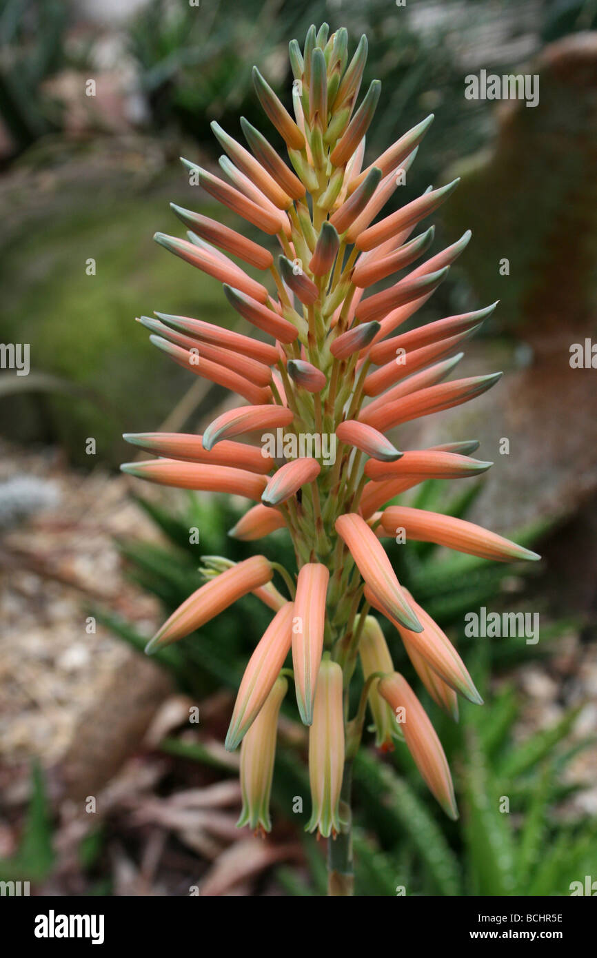 Spike von Fynbos Aloe Aloe Succotrina genommen In Calderstones Park mit Blumen, Liverpool, UK Stockfoto