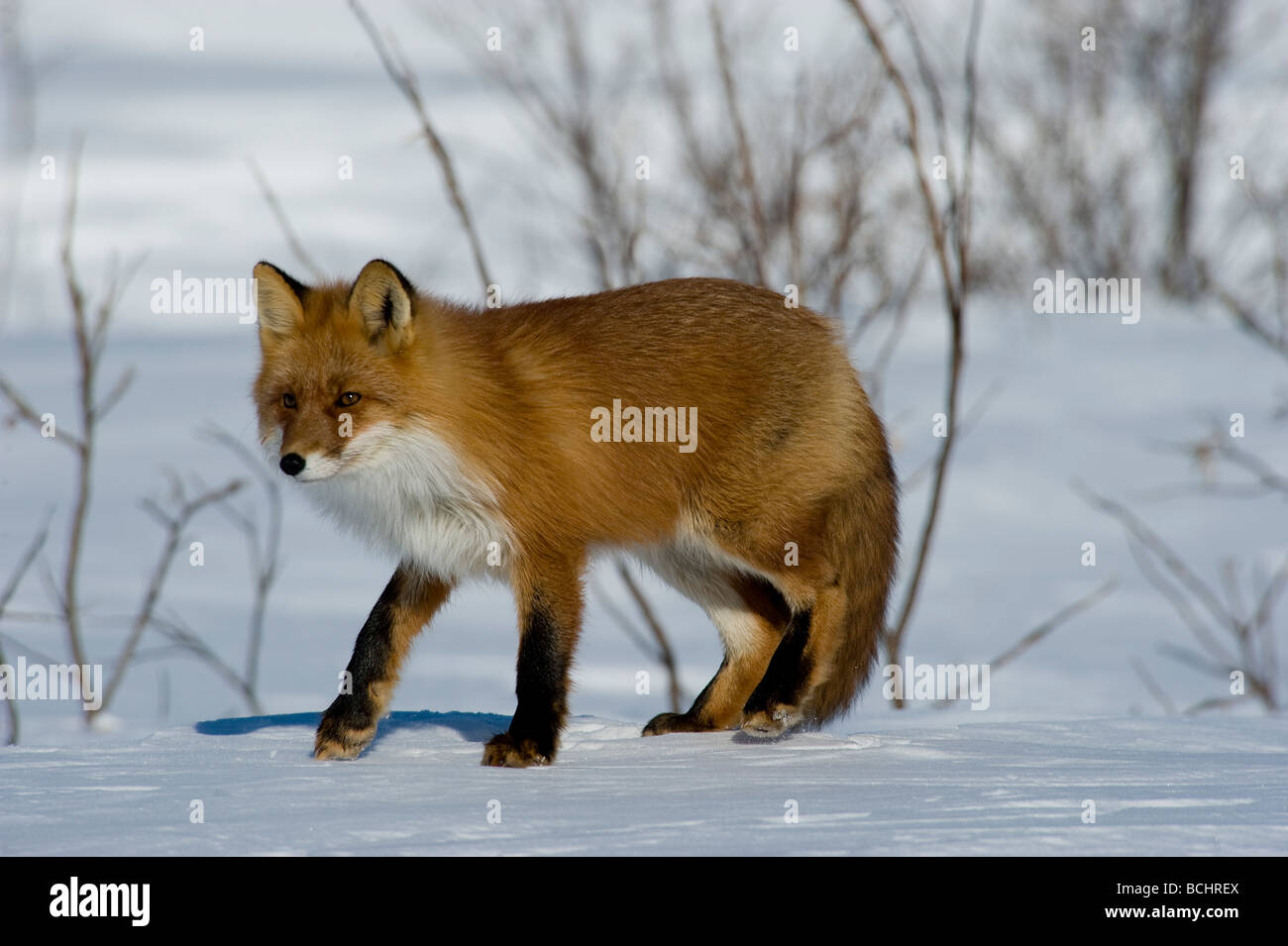 Red Fox gehen auf verschneiten Tundra etwas außerhalb von Nome, Alaska, Winter Stockfoto