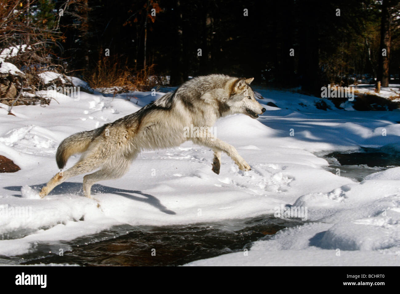 Grauer Wolf springt Stream im Winterwald. In Gefangenschaft. Stockfoto
