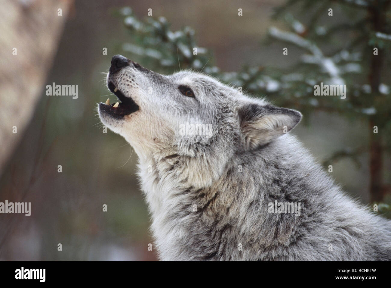 Grauer Wolf heulen Montana Winter Porträt Stockfoto