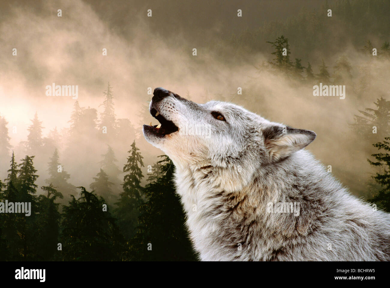 Heulender Wolf Portrait & nebligen Wald Digital Composite Stockfoto