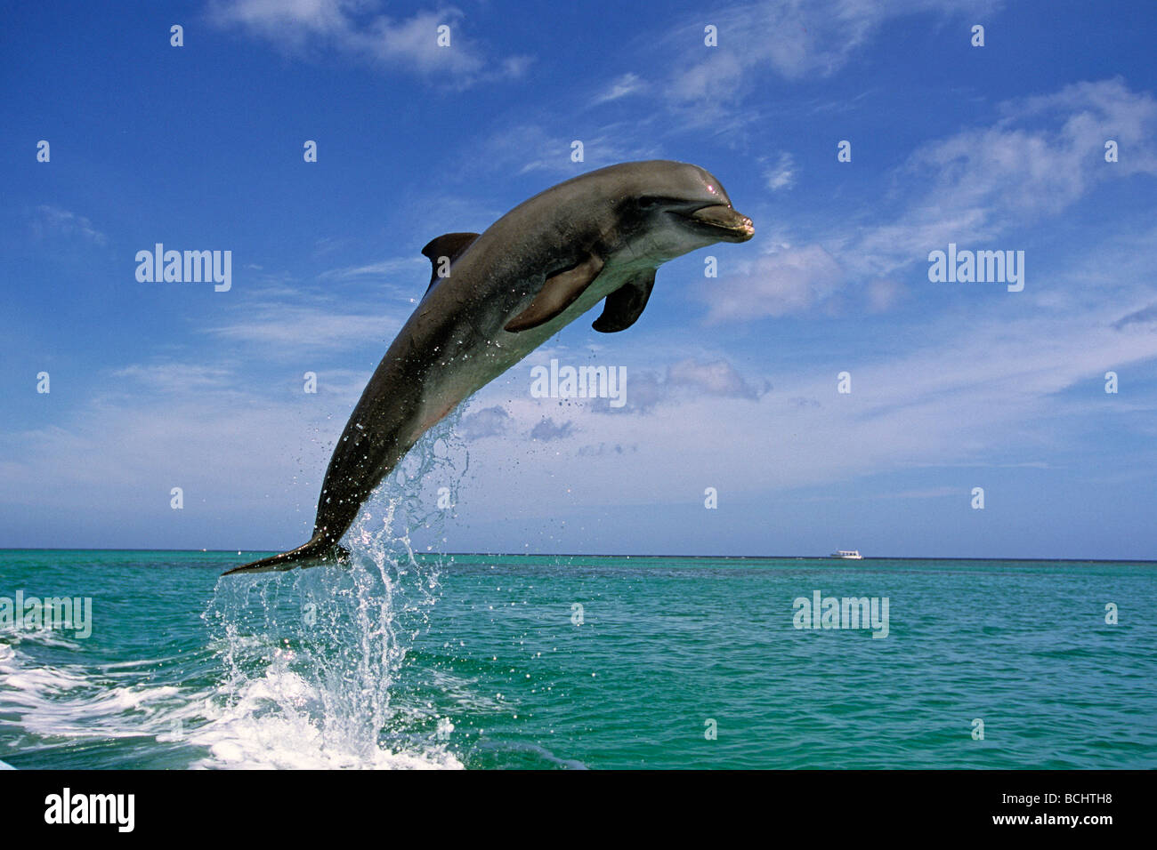 Flasche Nase Delphin springen Roatan Honduras Sommer Stockfoto