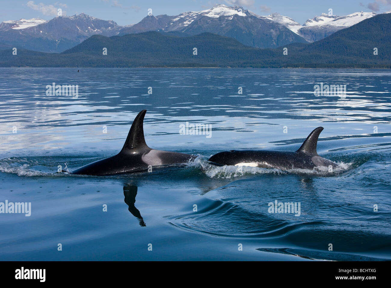 Herde von Orca Wale auftauchen in Lynn Canal mit der Coastal Range im Hintergrund in Südost-Alaska Stockfoto