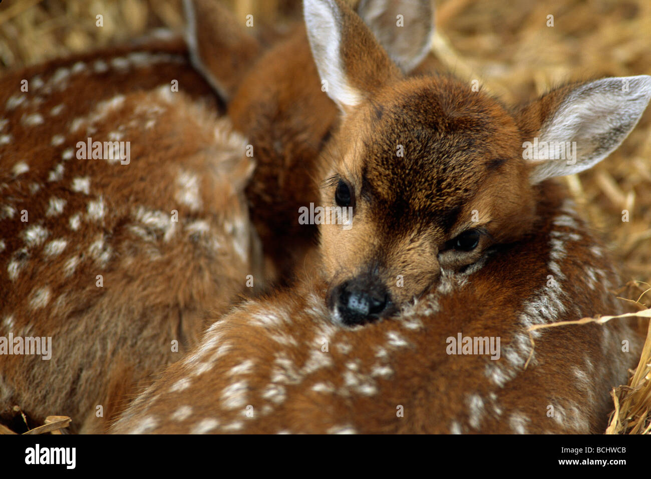 Sitka Black Tail Rehe Kitze gefangen Yunan AK Nahaufnahme Stockfoto