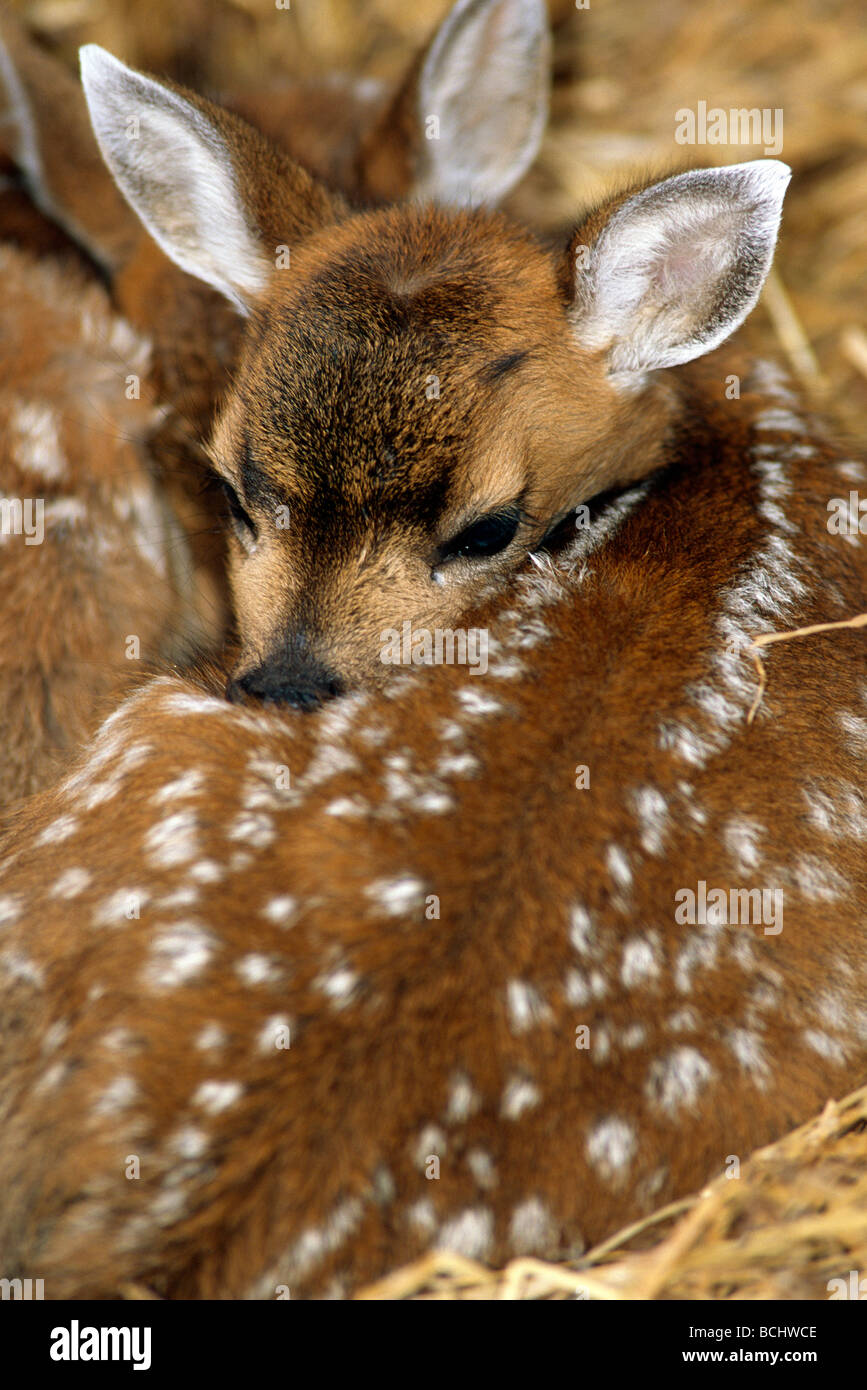 Sitka Black Tail Rehe Kitze gefangen Yunan AK Nahaufnahme Stockfoto