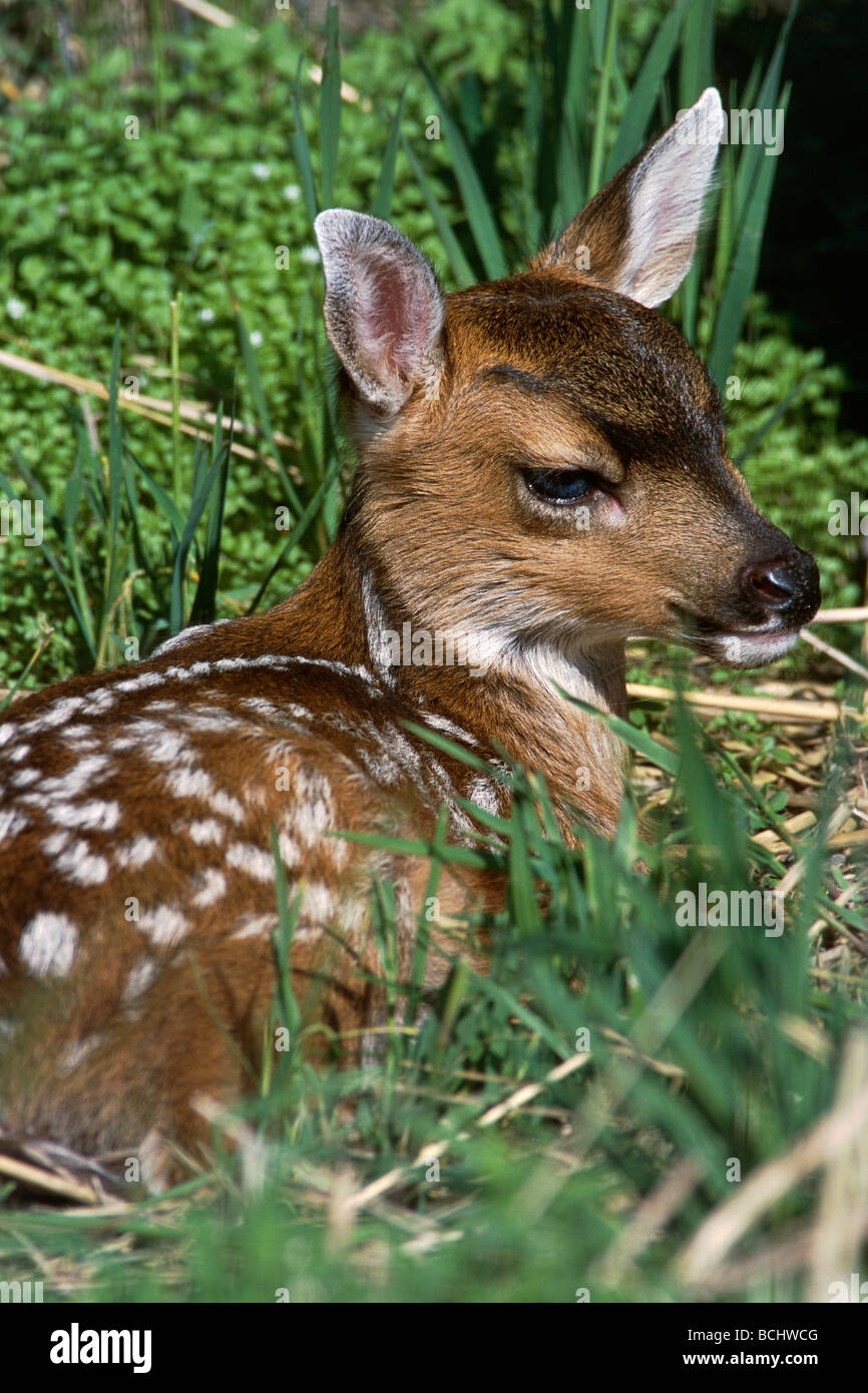 Sitka schwarz - angebundene Rotwild Fawn legt Grass gefangen AK SC Frühling Großwild AK Stockfoto