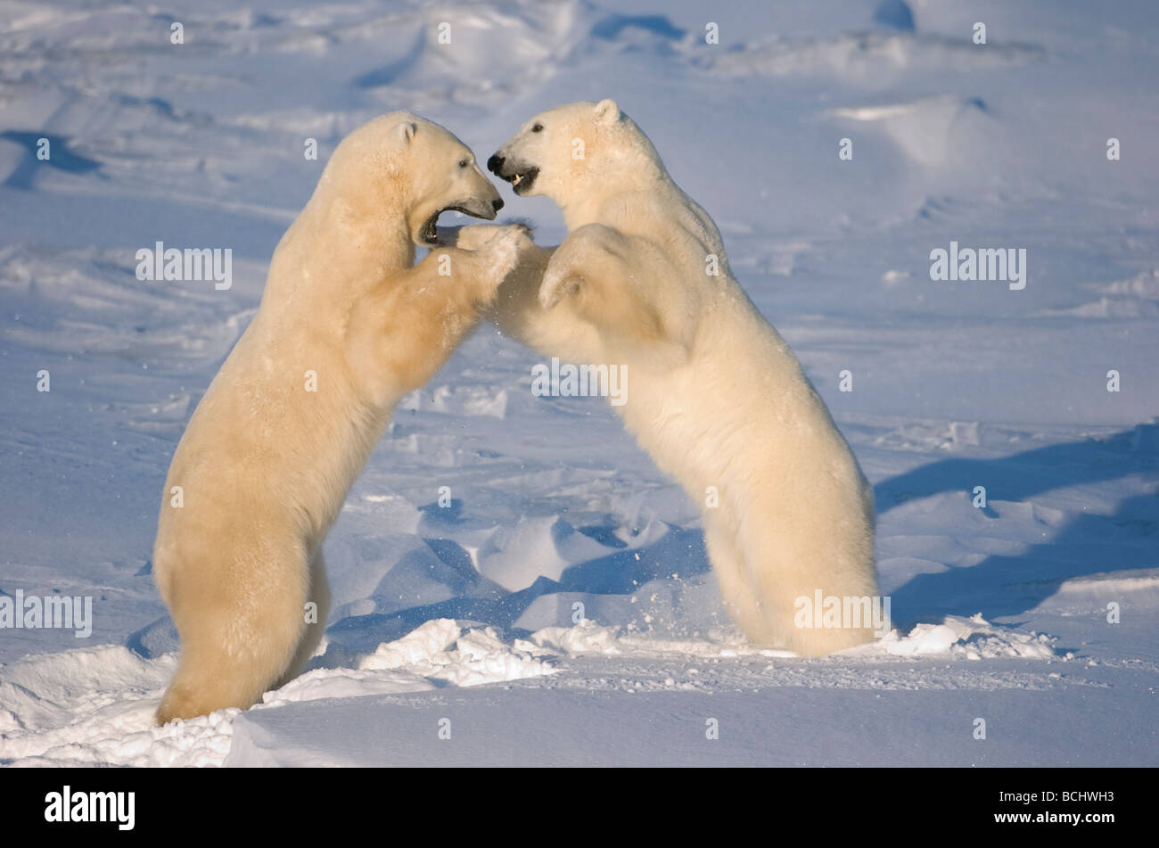 Eisbären Ringen und kämpfen in Churchill, Manitoba, Kanada spielen. Stockfoto
