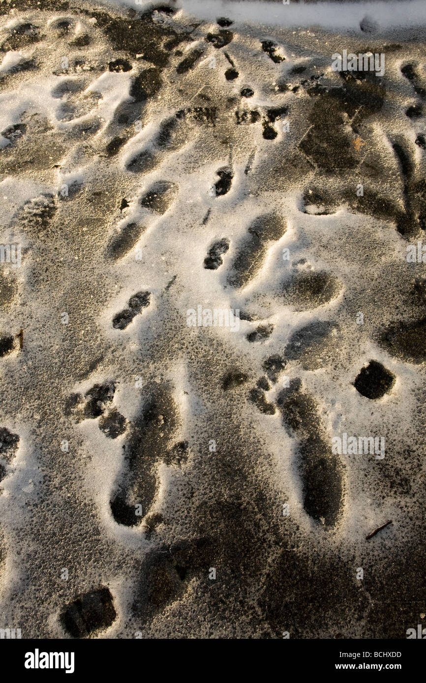 Spuren im schmelzenden schnee -Fotos und -Bildmaterial in hoher ...