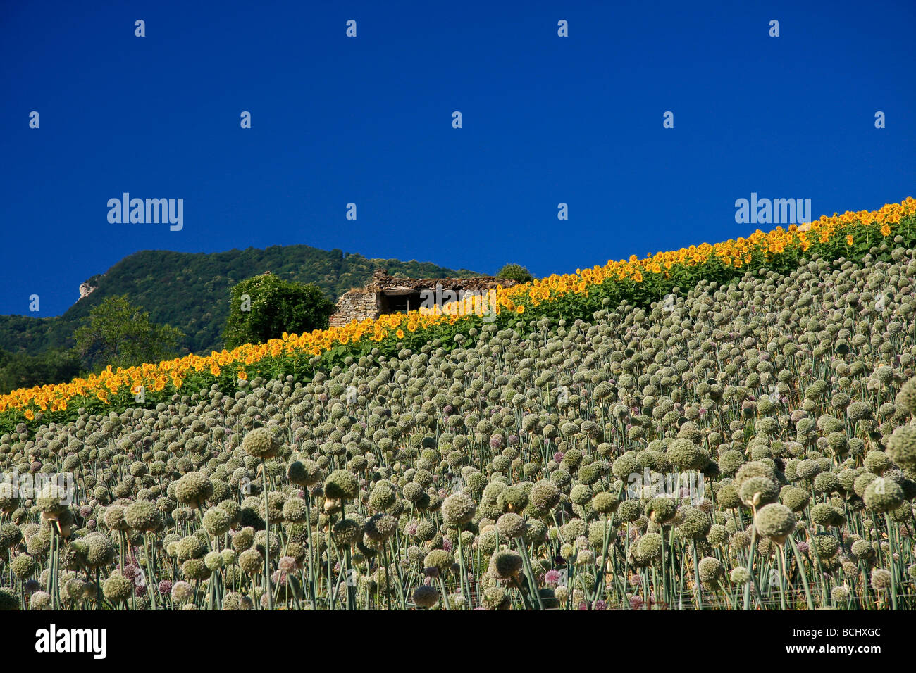 Sonnenblumen und Zwiebeln In Le Marche Italien Stockfoto