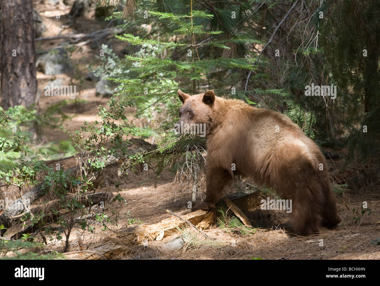 Black bear cub yosemite national park bears mother black bear Fotos