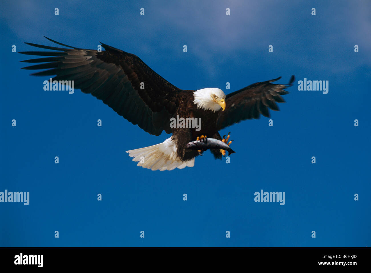 Adler im Flug mit Dolly Varden KP AK Composite Stockfoto