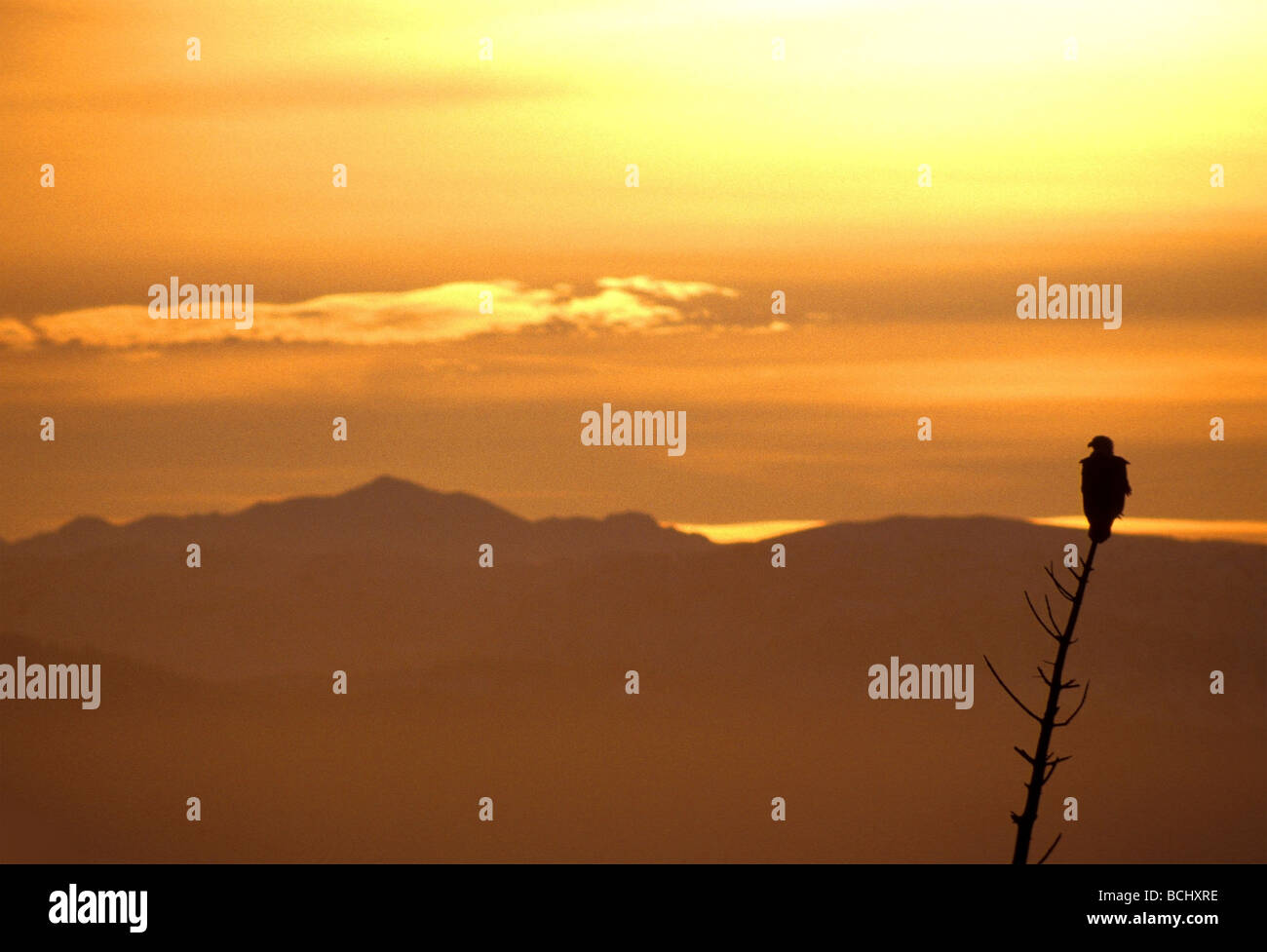 Eine Silhouette von einem Weißkopfseeadler bei Sonnenuntergang thront auf einer Fichte Haken die Kenai Mountains im Hintergrund, Alaska Stockfoto