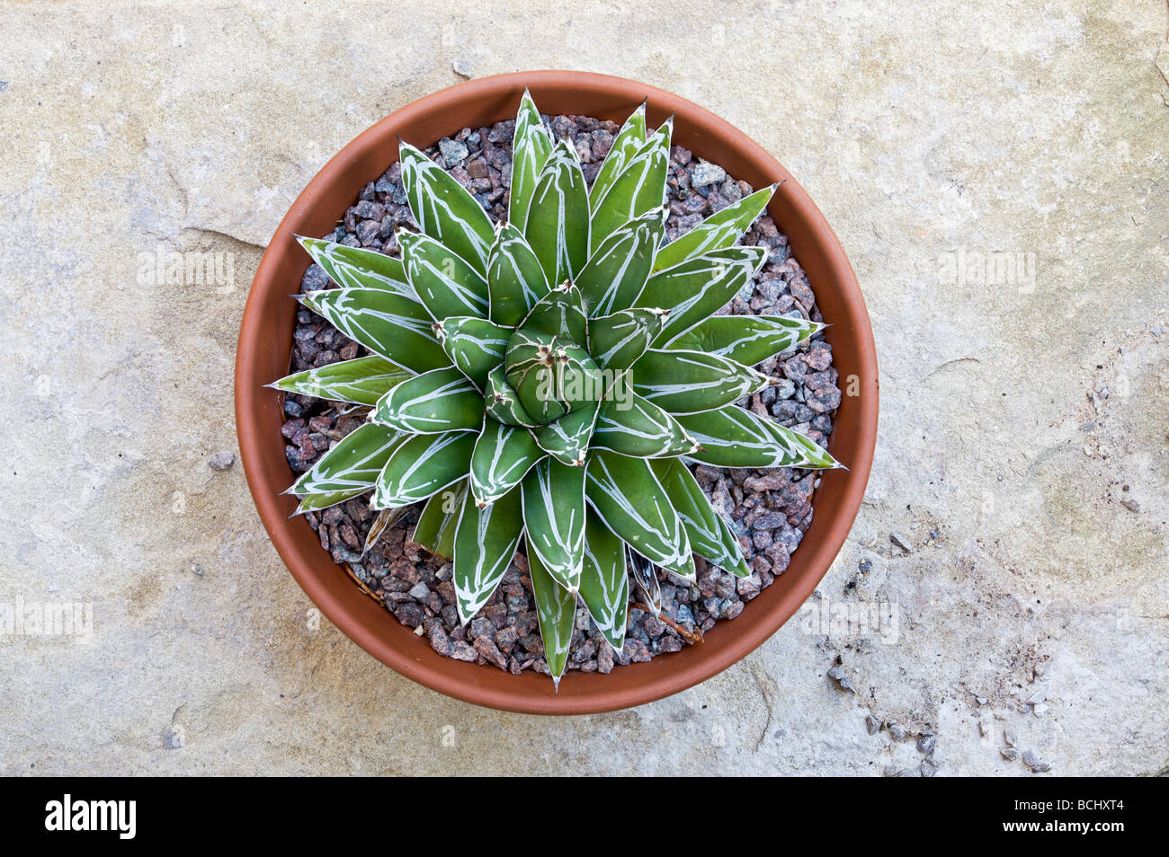 Agave Victoria reginae Stockfoto