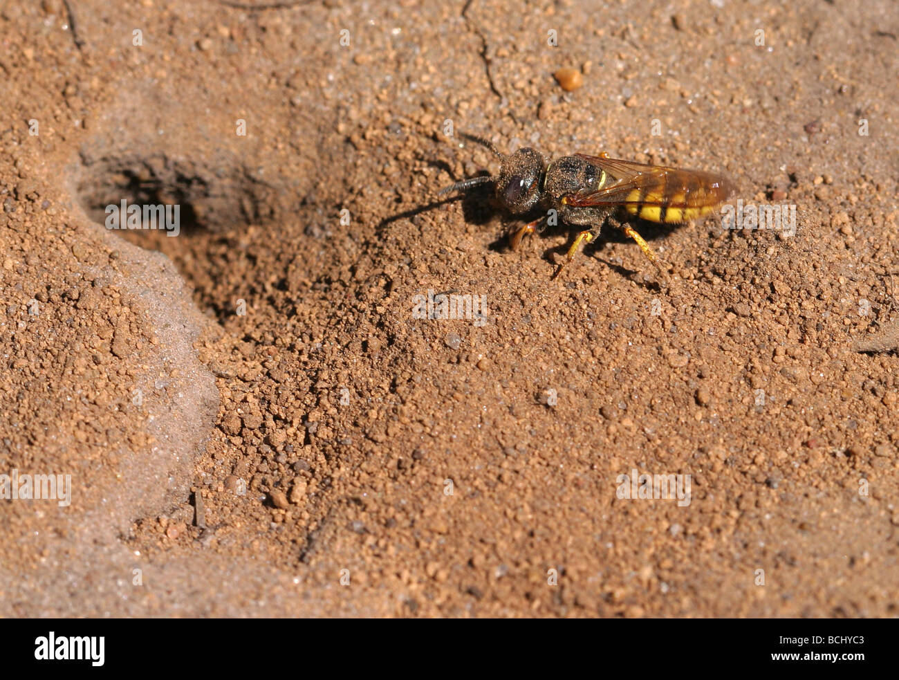 Digger Wespe Sphecidae am Eingang seiner sandigen burrow Stockfoto