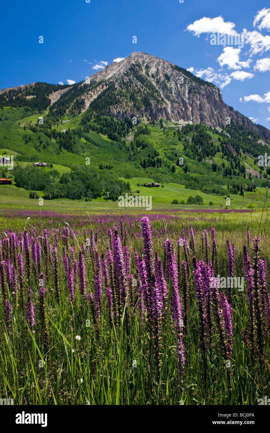 Elefant Köpfe Wildblumen und Haubenmeise Butte Mountain Colorado USA Stockfoto