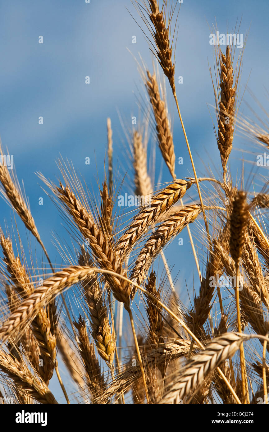 Weizen Stockfoto
