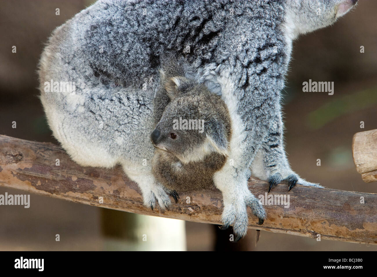 Koala mit Baby namens ein Joey Stockfoto