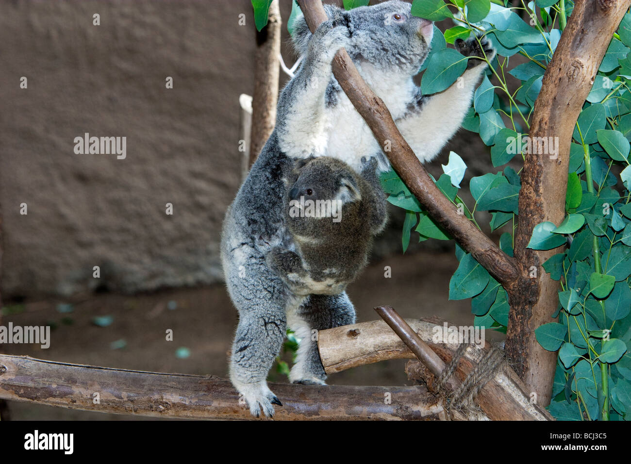 Koala mit Baby namens ein Joey Stockfoto