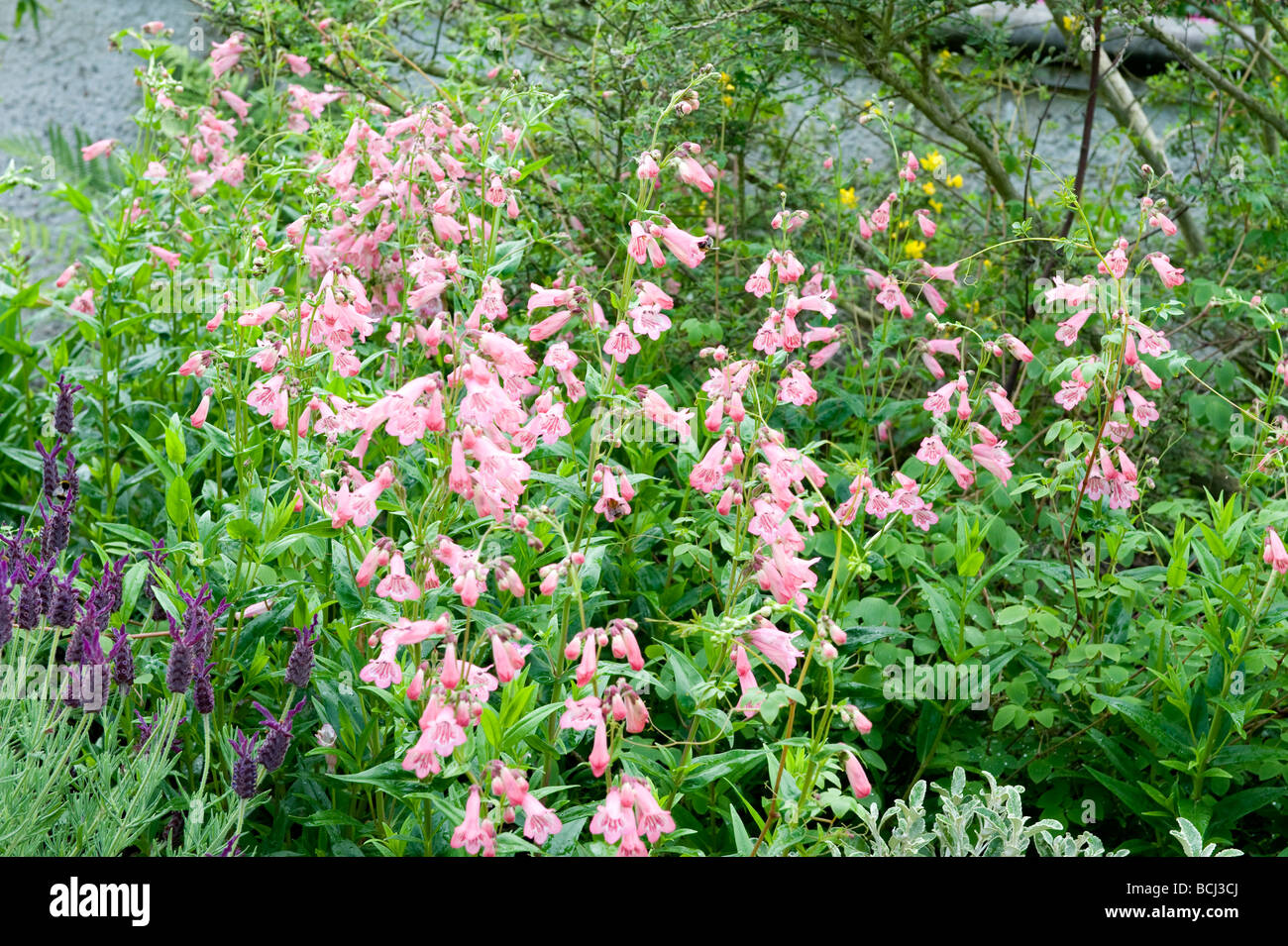 Penstemon Scrophulariaceae.Fine Exemplar von einem rosa Penstemon inmitten der Grenze Stockfoto