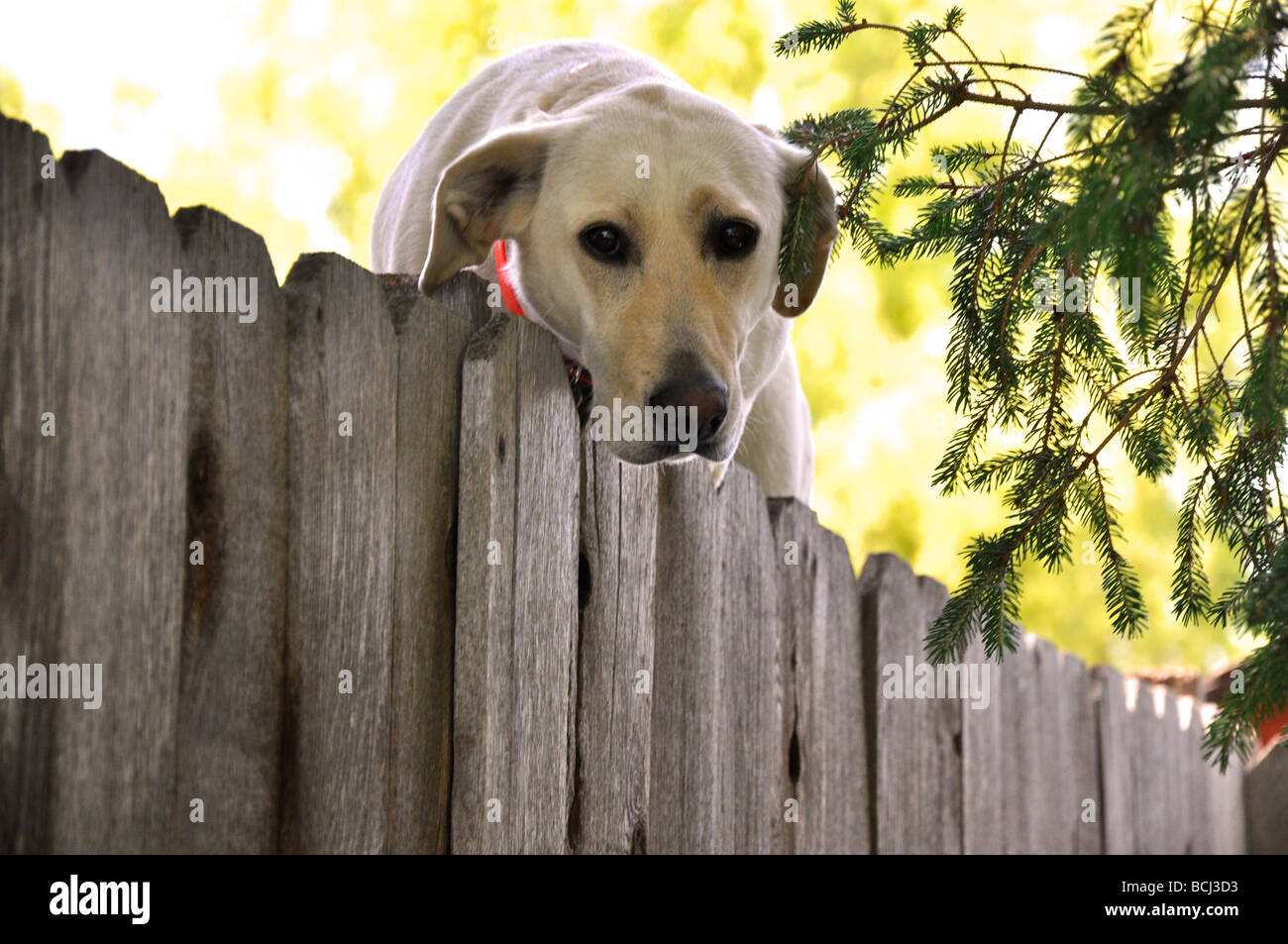 Gelber Labrador Blick über den Zaun Stockfoto