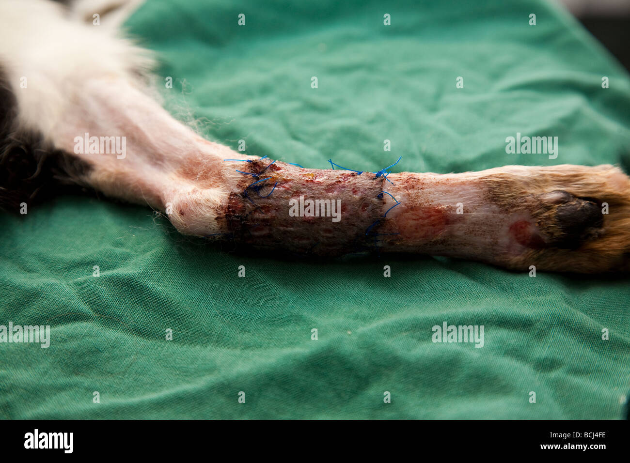 Katze Hauttransplantation Stockfoto