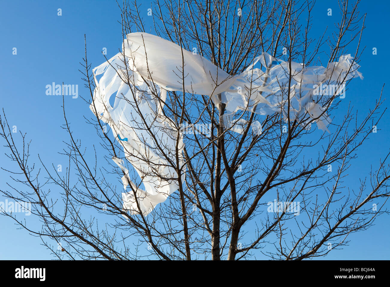 Weißer Kunststoff gefangen in Zweigen der blattlosen Baum gegen Himmel Dallas Texas USA Stockfoto