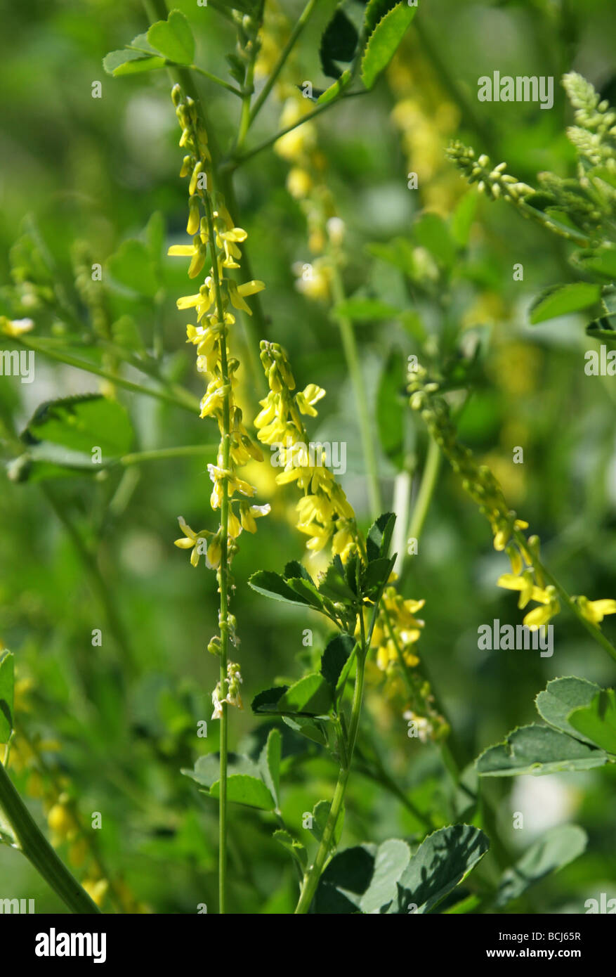 Gerippte Melilot, Melilotus Officinalis, Fabaceae Stockfoto