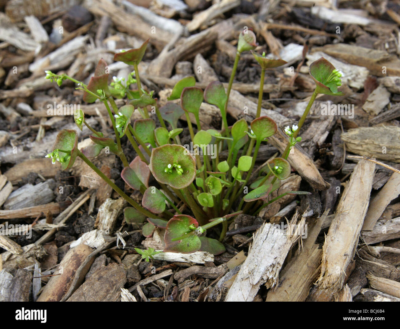 Miner's Salat, Winter-Portulak, Spring Beauty oder Indian Salat, Claytonia mitriformis Syn Montia mitriformis, Portulacaceae Stockfoto