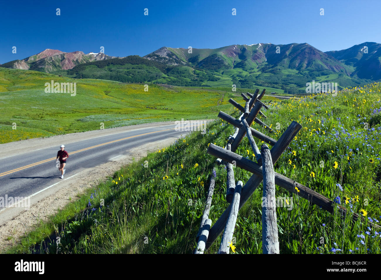 Zaun, Läufer und Wildblumen Maultiere Ohren und blauer Flachs säumen Gothic Road in der Nähe von Mount Crested Butte Colorado USA Stockfoto
