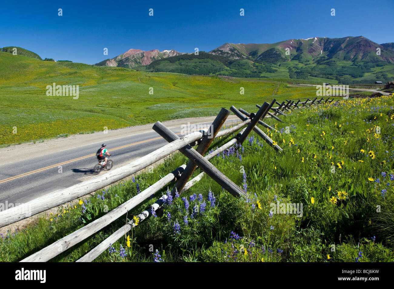 Ein Split Rail Zaun Wildblumen Mule s Ohren und blauer Flachs und Lupine Linie Gothic Road in der Nähe von Mount Crested Butte Colorado USA Stockfoto