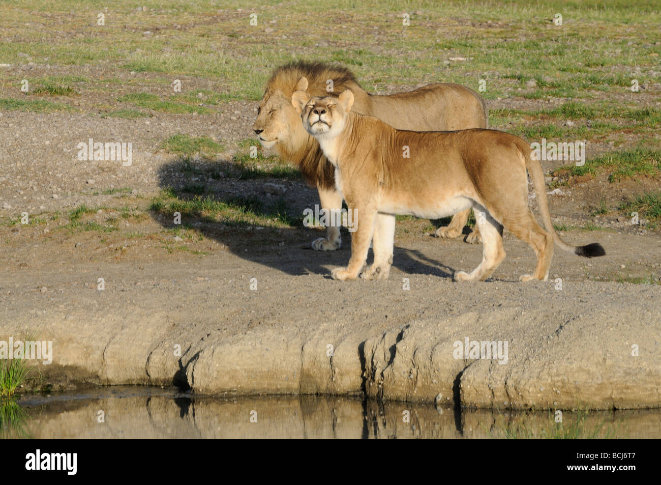 Stock Foto von einem Löwen und Lionesss von der See Masek stolz Ndutu, Ngorongoro Conservation Area, Tansania, Februar 2009. Stockfoto