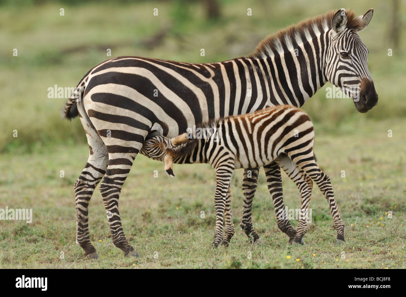 Stock Foto von einem Zebra-Fohlen, Krankenpflege, Ndutu, Tansania, Februar 2009. Stockfoto