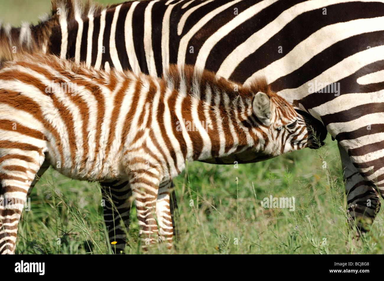 Stock Foto von einem Zebra-Fohlen, Krankenpflege, Ndutu, Tansania, Februar 2009. Stockfoto