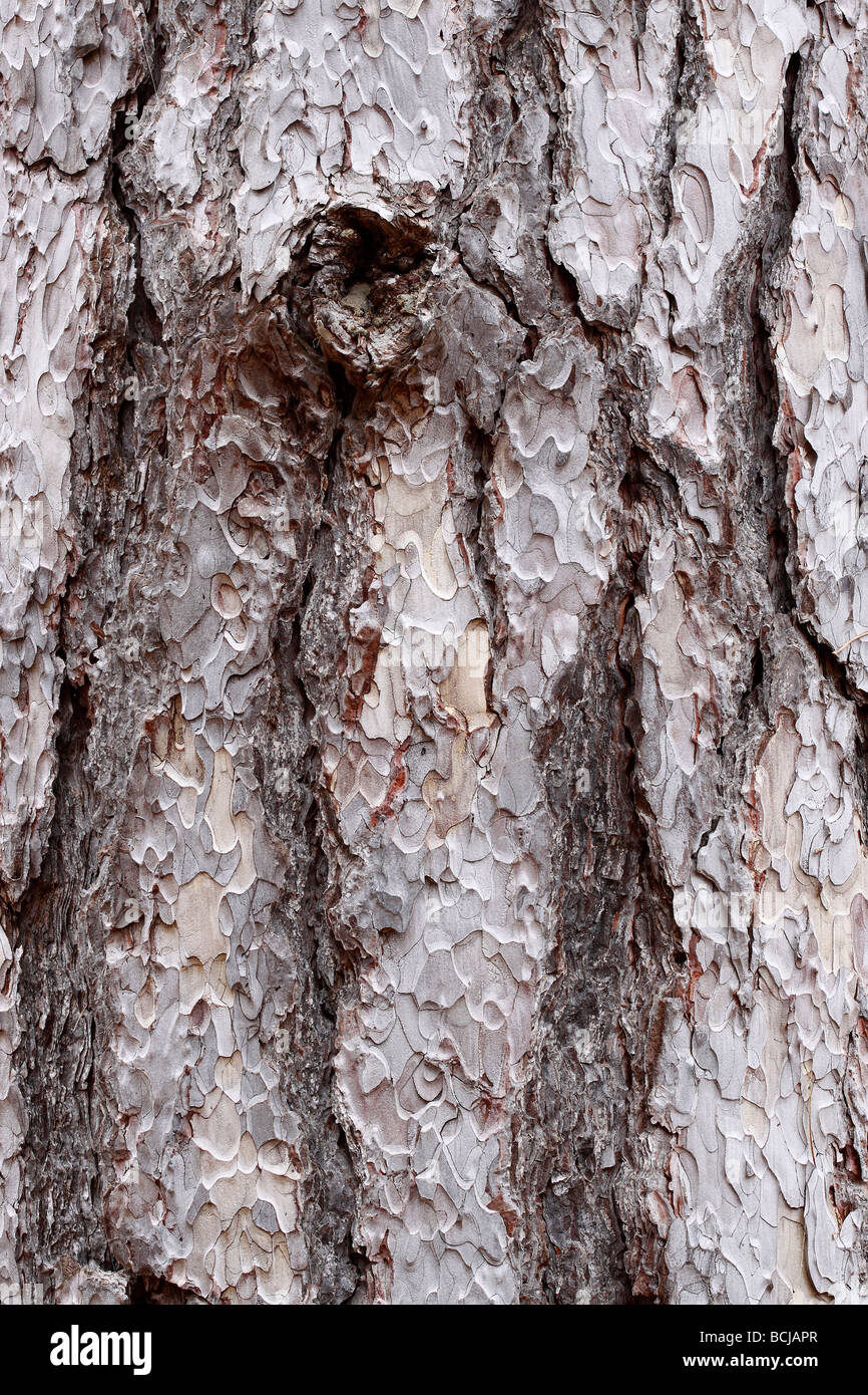 Kruste aus Kiefer Pinus Nigra Salzmanii Jaén Andalucia Spanien Stockfoto