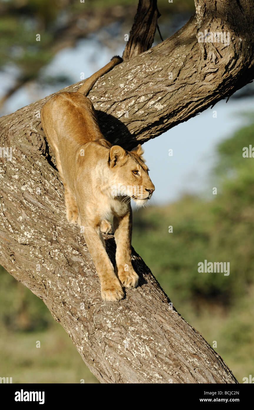 Stock Foto von einer Löwin klettern einen Wurst-Baum, Ndutu, Tansania, Februar 2009. Stockfoto