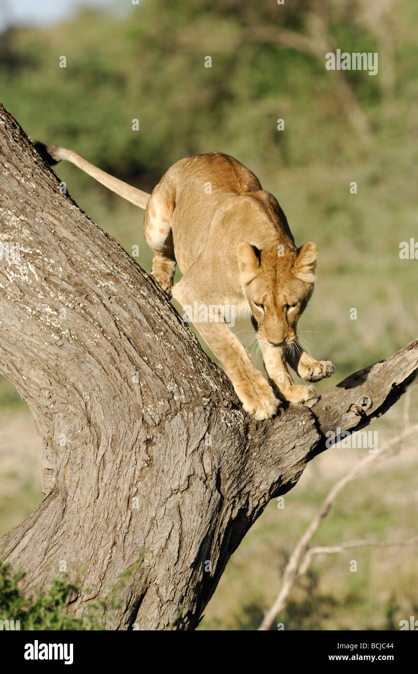 Stock Foto von einer Löwin klettern einen Wurst-Baum, Ndutu, Tansania, Februar 2009. Stockfoto