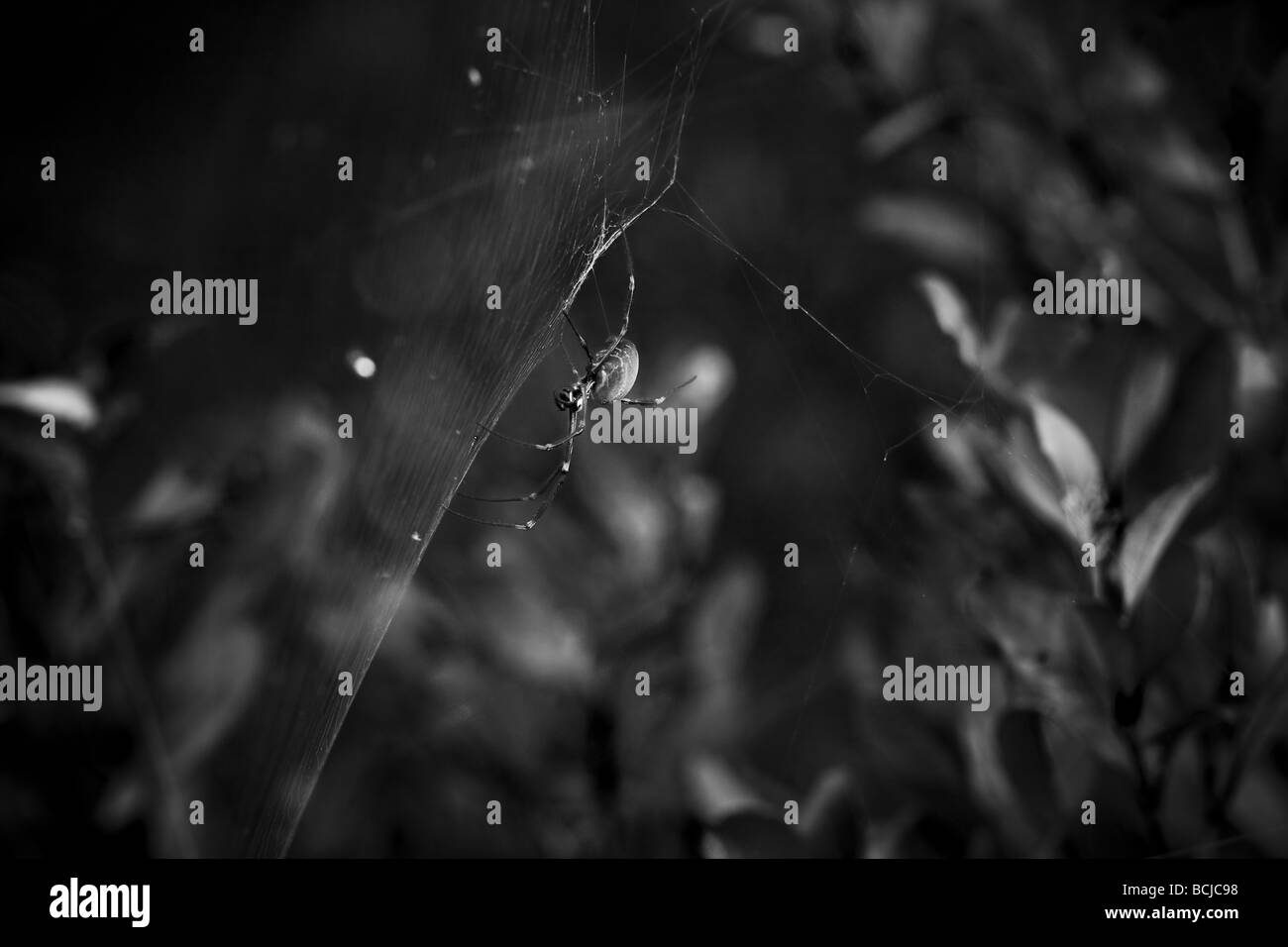 Spinne spinnt sein Netz Stockfoto