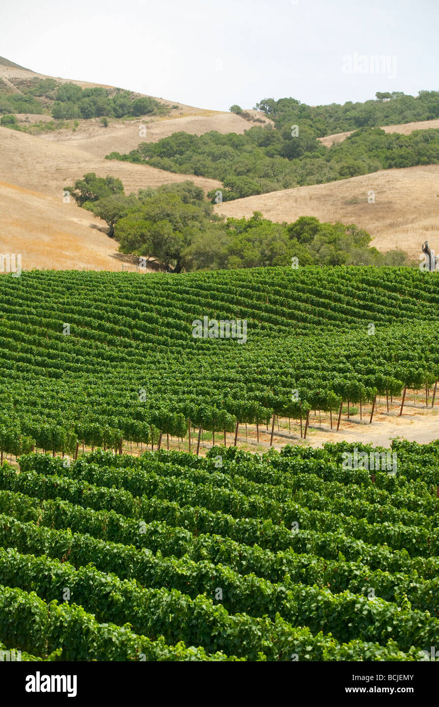 Wein Trauben Weinbergen auf sanften Hügeln mit Eichen entlang Santa Rosa Straße in der Nähe von Buellton California Stockfoto