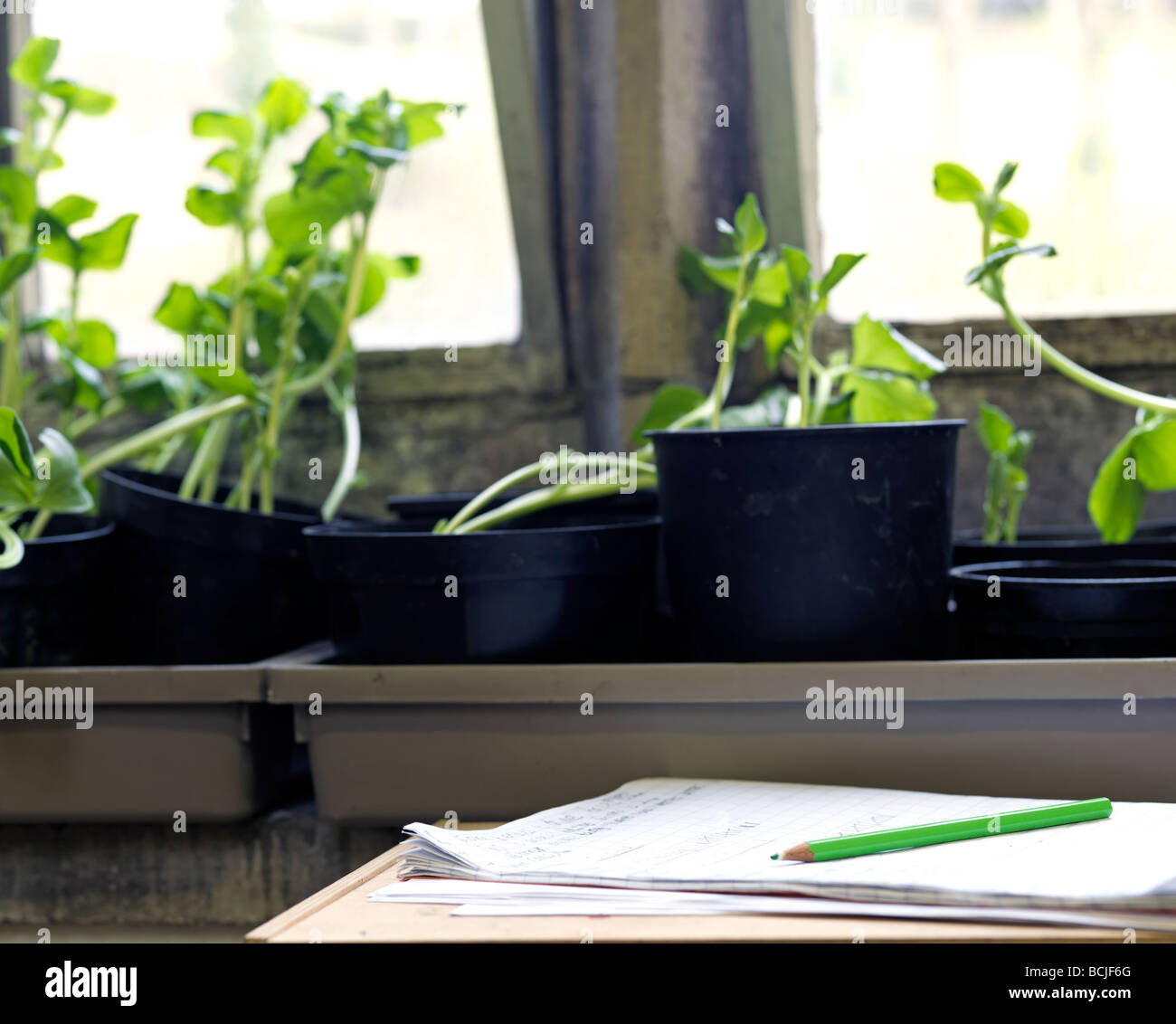 Pflanzen im Klassenzimmer Stockfotografie - Alamy